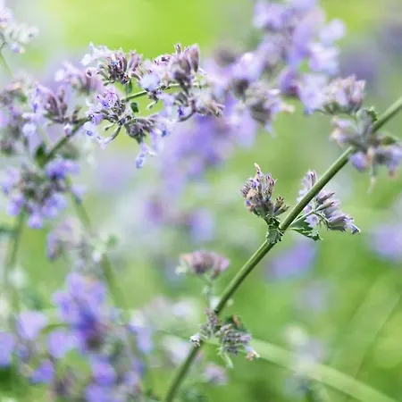 La Lisiere 度假居 *