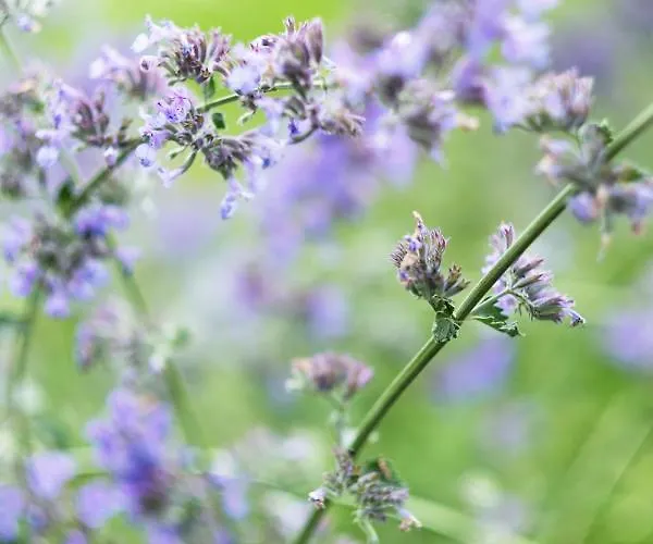 La Lisière Hébergement de vacances *